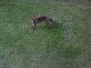 Fuchs