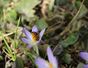 meine Blume 