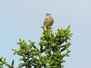 Turmfalke (m)