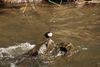 Wasseramsel